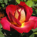 Moderne Edelrose - Rose 'Bolchoi'