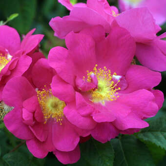 Rose 'Officinalis' (gallica)