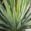 Yucca filamentosa: Bild 2/3