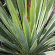 Yucca filamentosa: Bild 5/8