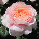 Englische Strauch-, Beetrose - Rose 'Queen of Sweden'