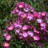 Rose 'Mozart' (moschata) - Historische Strauchrose