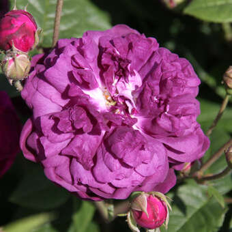 Rose 'Cardinal de Richelieu' (gall)