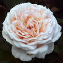 Moderne Edelrose - Rose 'Andre le Notre'
