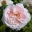 Rose 'Miss Alice': Bild 1/3