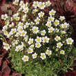 Saxifraga arendsii 'White Pixie': Bild 4/4