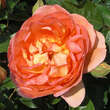 Rose 'Pat Austin': Bild 1/9