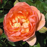 Rose 'Pat Austin' - Englische Strauchrose