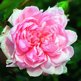 Rose 'Albertine' - Ramblerrose