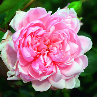 Rose 'Albertine'