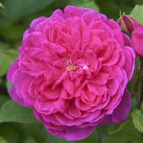 Rose 'Sophy's Rose' - Englische Strauchrose