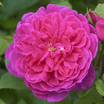 Englische Strauchrose - Rose 'Sophy's Rose'