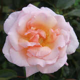 Rose 'Compassion' - Englische Kletterrose