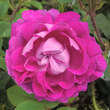 Rose 'William Lobb' (centifolia): Bild 1/6