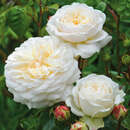 Rose 'Tranquility' AKTION - Englische Strauchrose