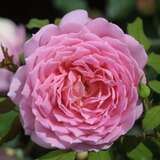 Rose 'Jubilee Celebration' - Englische Strauchrose