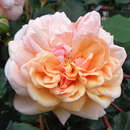 Rose 'Paul Noel' - Ramblerrose
