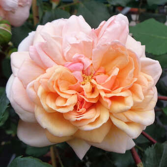 Rose 'Paul Noel'