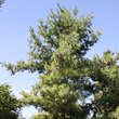 Pinus schwerinii: Bild 8/8