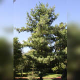 Pinus schwerinii - Seidenföhre