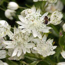 Astrantia major - Sterndolde