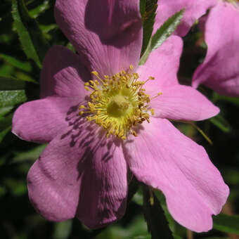 Rosa nitida