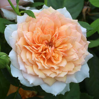 Rose 'Grace'