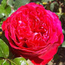 Moderne Edelrose - Rose 'Marylou'