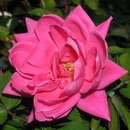 Rose 'Pink Double Knock Out' - Bodendeckerrose