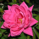 Rose 'Pink Double Knock Out' - Bodendeckerrose