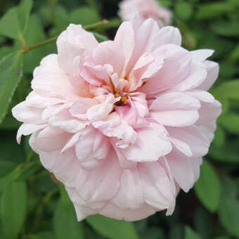 Ramblerrose - Rose 'Climbing Cecile Brunner'