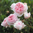 Rose 'The Wedgewood Rose': Bild 1/6
