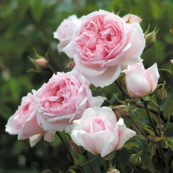 Rose 'The Wedgewood Rose'