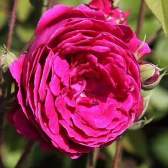 Historische Strauchrose - Rose 'Geschwind's Schönste'