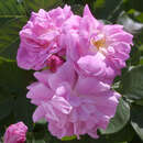 Ramblerrose - Rose 'Seven Sisters'