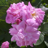 Rose 'Seven Sisters' - Ramblerrose