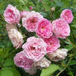 Rose 'Frau Eva Schubert': Bild 1/6
