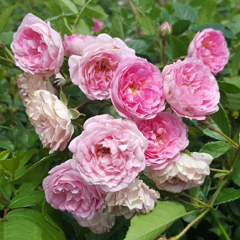 Rose Frau Eva Schubert