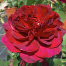 Rose 'Darcey Bussell' - Englische Strauch-, Beetrose