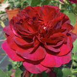 Rose 'Darcey Bussell' - Englische Strauch-, Beetrose