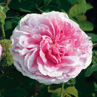 Rose 'Chapeau de Napoleon' (centif)