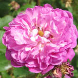 Rose 'Himmelsauge' - Historische Kletterrose