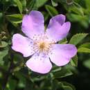 Buschrose - Rosa corymbifera