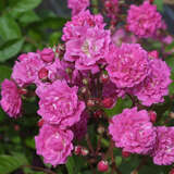 Rose 'Rosemarie Viaud' - Ramblerrose