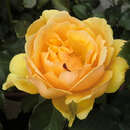 Rose 'Amber Queen' - Englische Beetrose