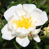 Rose 'Dir. Benschop' (wich.) - Historische Kletterrose