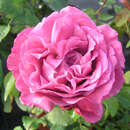 Moderne Edelrose - Rose 'Lavender Perfumella'