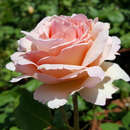 Moderne Edelrose - Rose 'Princesse Charlene de Monaco'