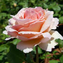 Rose 'Princesse Charlene de Monaco' - Moderne Edelrose