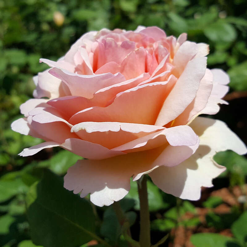 Moderne Edelrose - Rose 'Princesse Charlene de Monaco' - rosa